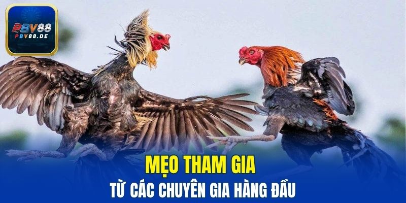 Mẹo tham gia từ các chuyên gia hàng đầu
