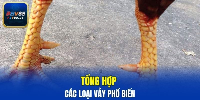 Tổng hợp các loại vảy phổ biến