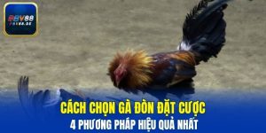 Cách chọn gà đòn đặt cược