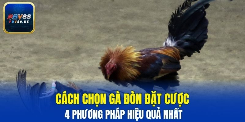 Cách chọn gà đòn đặt cược