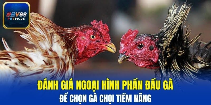Cách xem tướng gà qua phần đầu