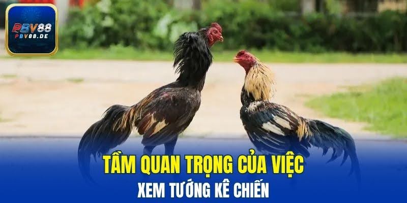 Đánh giá ngoại hình kê chiến là điều cần thiết