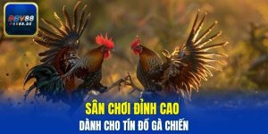 đá gà cựa dao