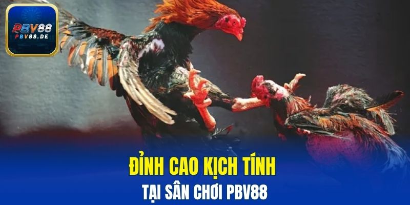 đá gà cựa sắt