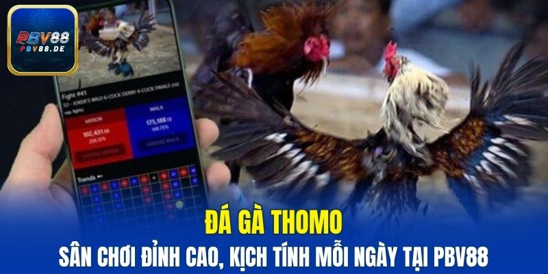 Đá gà Thomo