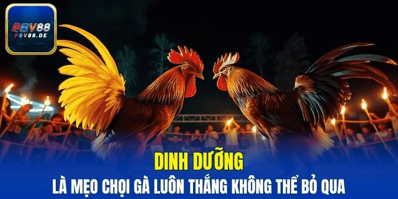 Dinh dưỡng là mẹo chọi gà luôn thắng không thể bỏ qua