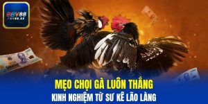 mẹo chọi gà luôn thắng
