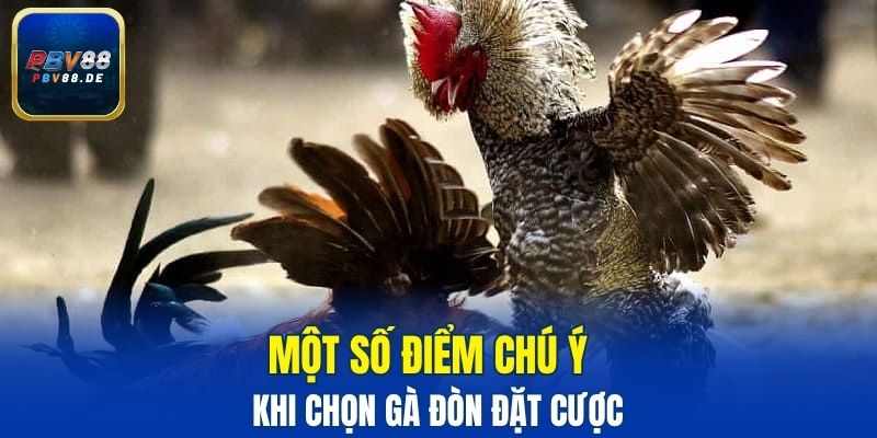 Một số điểm chú ý khi chọn gà đòn đặt cược 