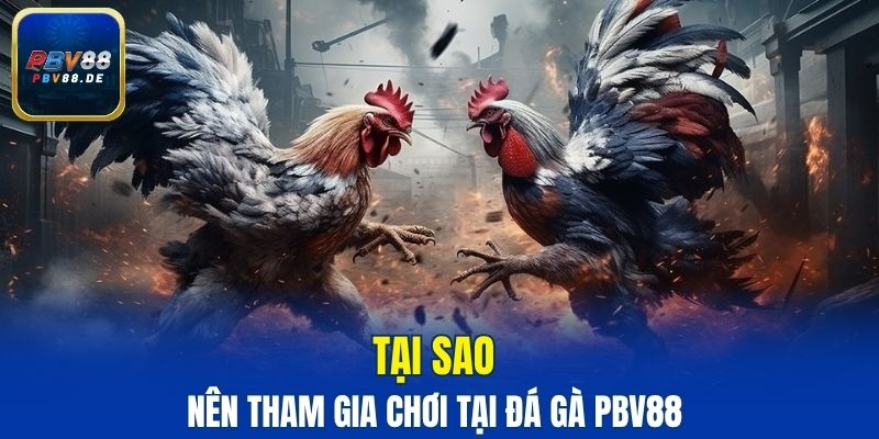 Ưu điểm khi tham gia chơi tại sảnh đá gà PBV88 